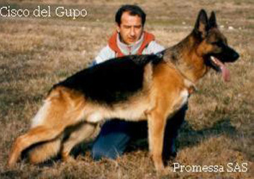 Cisco del Gupo