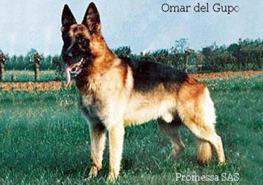 Omar del Gupo