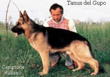 Tanus del Gupo