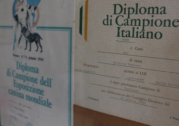 Immagine diploma di Cmapione Italiano