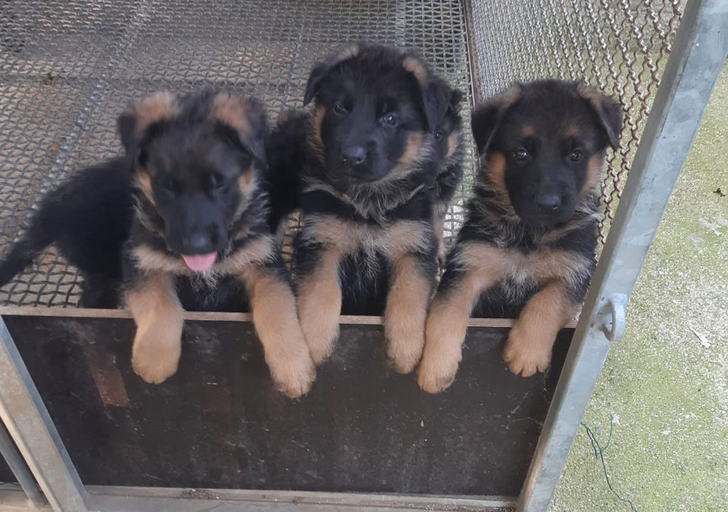 6 cuccioli disponibili Marzo 2025